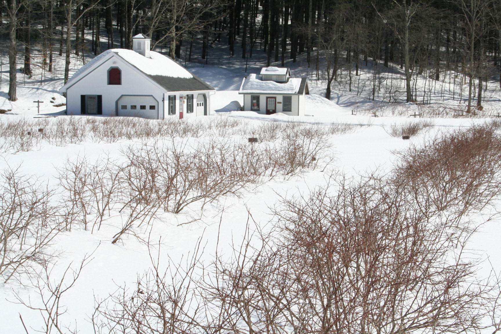 Sunshine Valley Organic Berry Farm Fresh Organic Berries from Vermont!