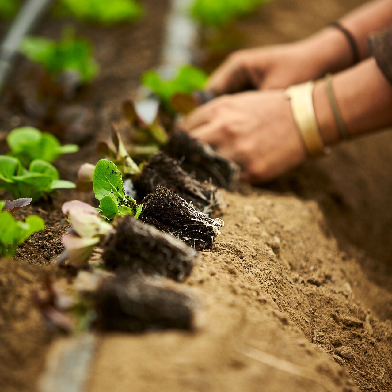 Fort Vee — Vermont Compost Company