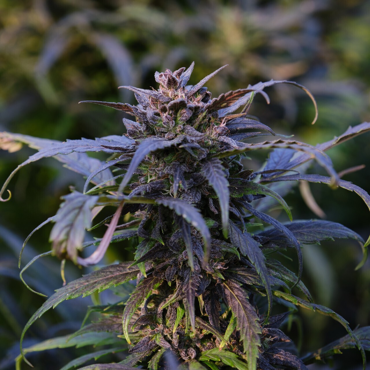 Jolly Roger — Vermont Compost Company