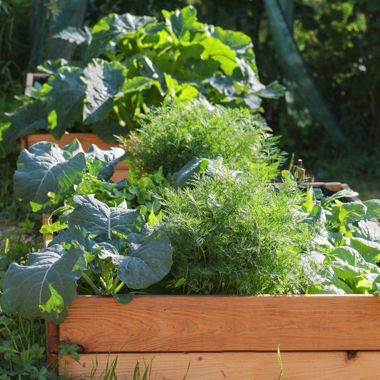 Perennial Blend — Vermont Compost Company