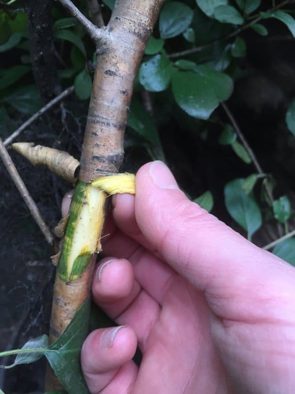 Removing Invasive Species Vermont Evaporator Company