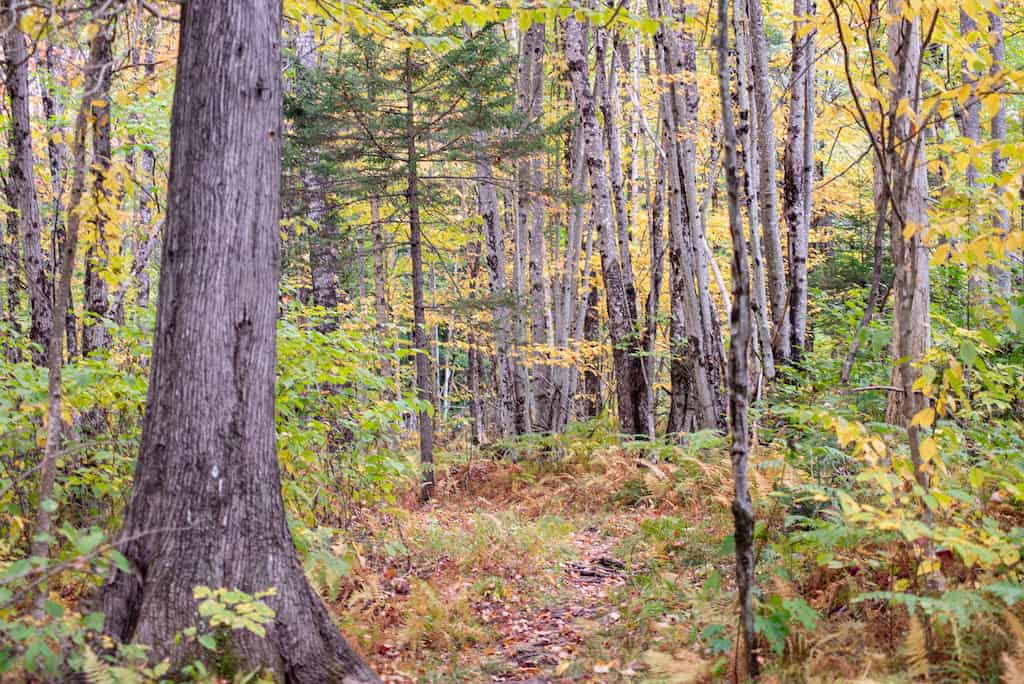 Plan a Fall Camping Trip to Brighton State Park in Vermont
