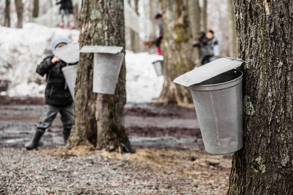 Visit These 13 Vermont Sugar Houses to Learn How Maple Syrup is Made