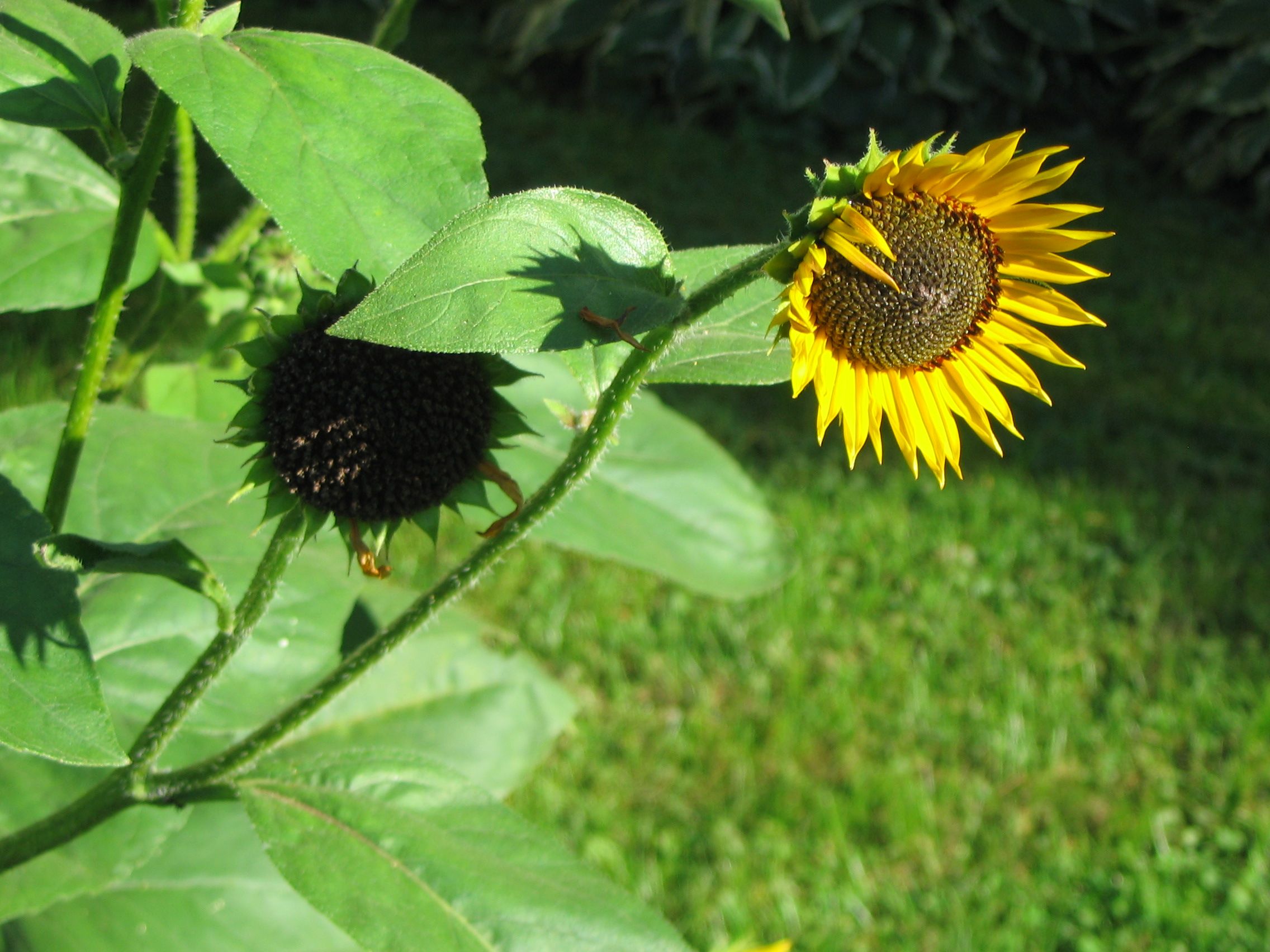 Garden Update May 08, 2011 Vermont Gardening Adventures