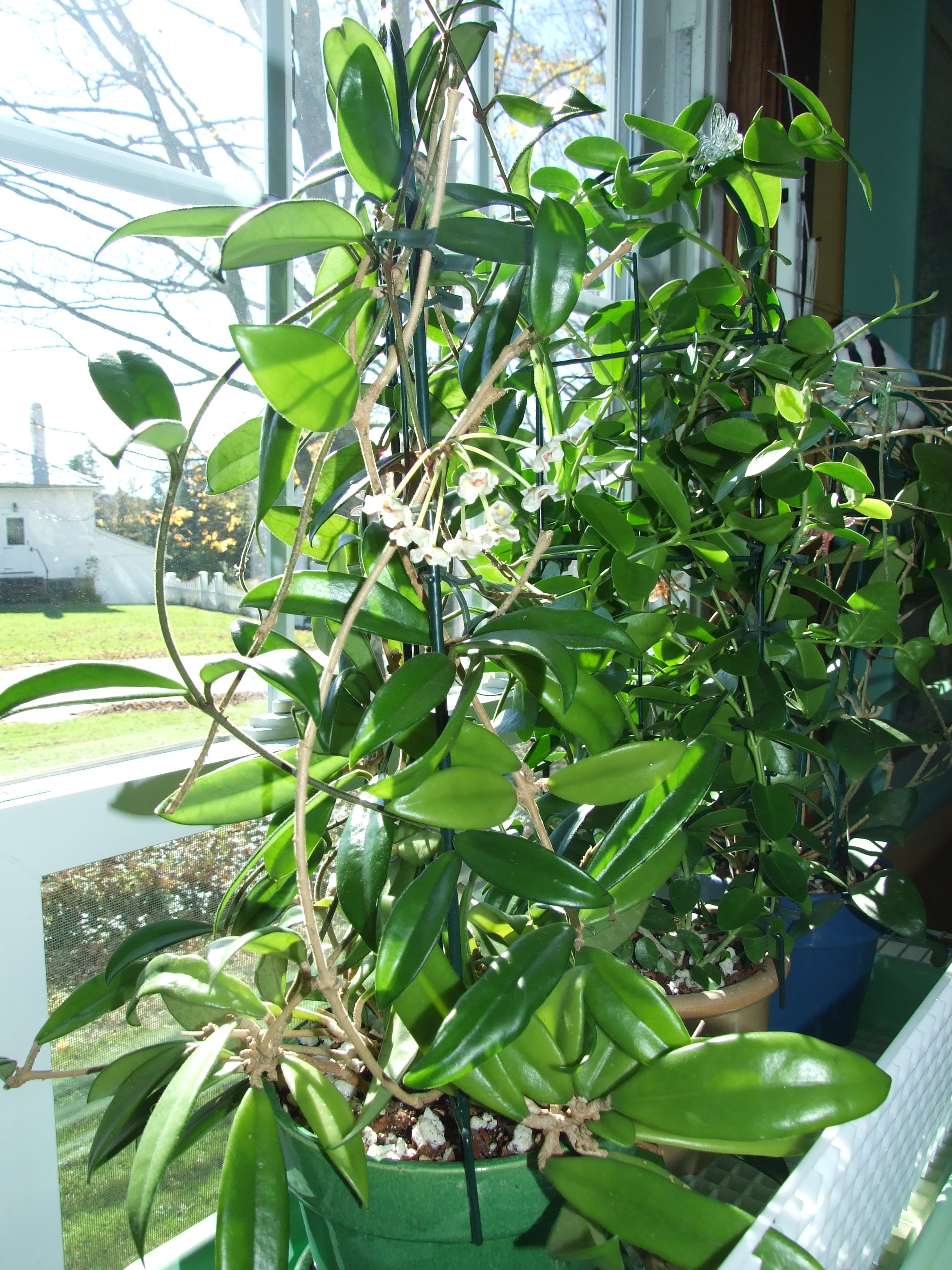 Hoya carnosa ssp carnosa The flowers unlike regular carnosas have
