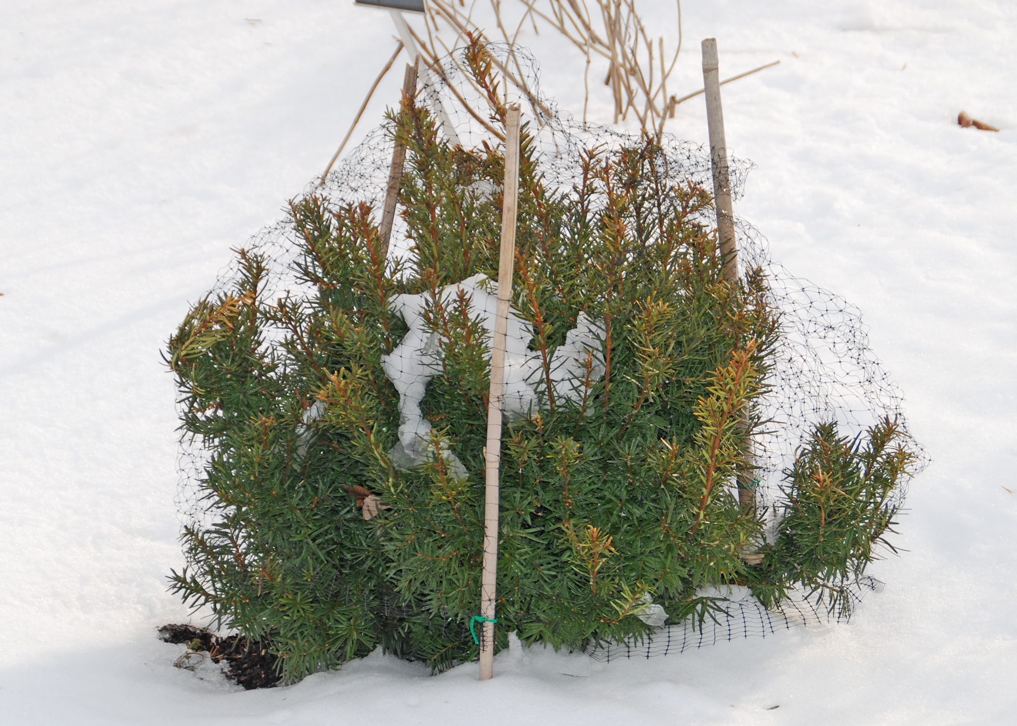 Six Things to Help Evergreens Through Winter Vermont Maturity