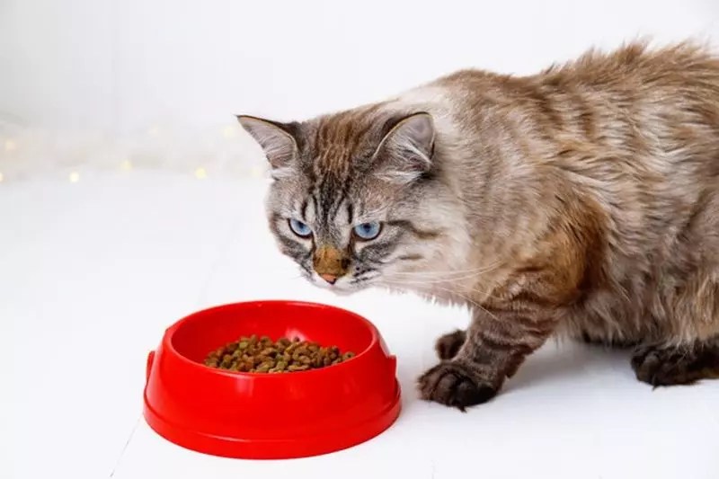 Should You Feed Your Cat High or Low Fiber Food Vermont Republic