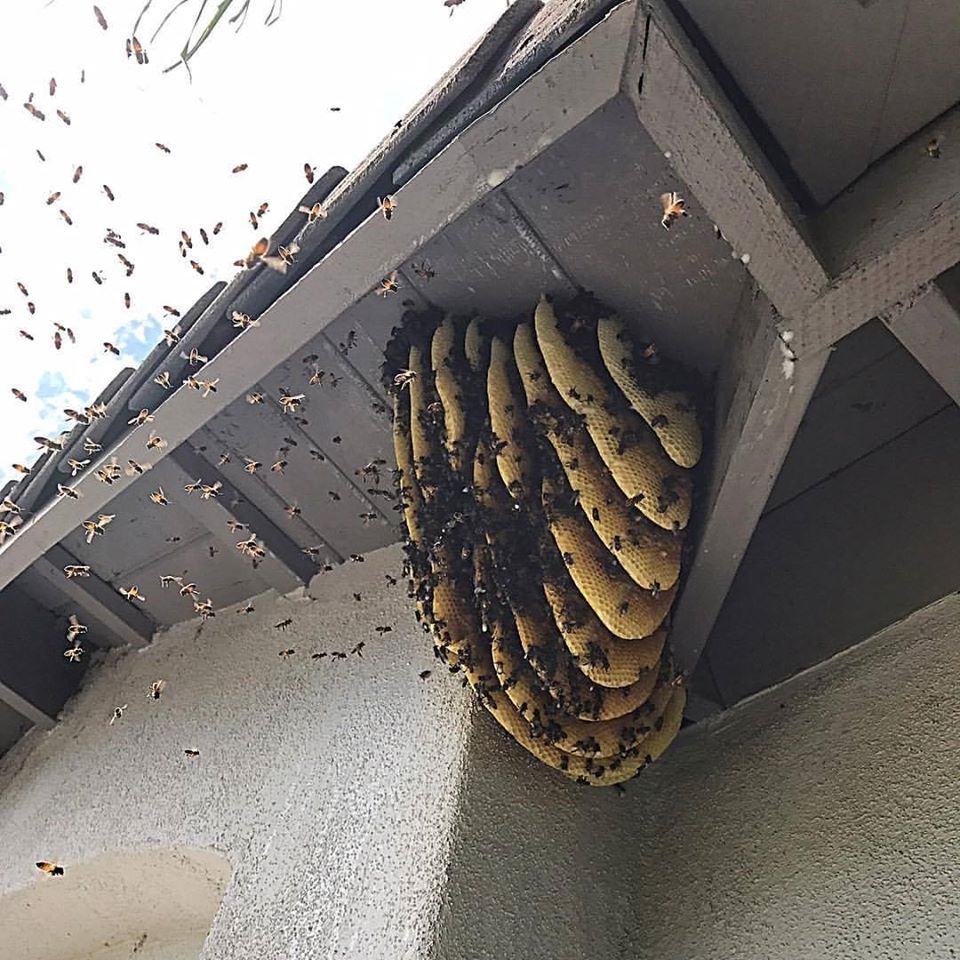Pest Control Bee Swarm Removal West Covina VersaTech Pest