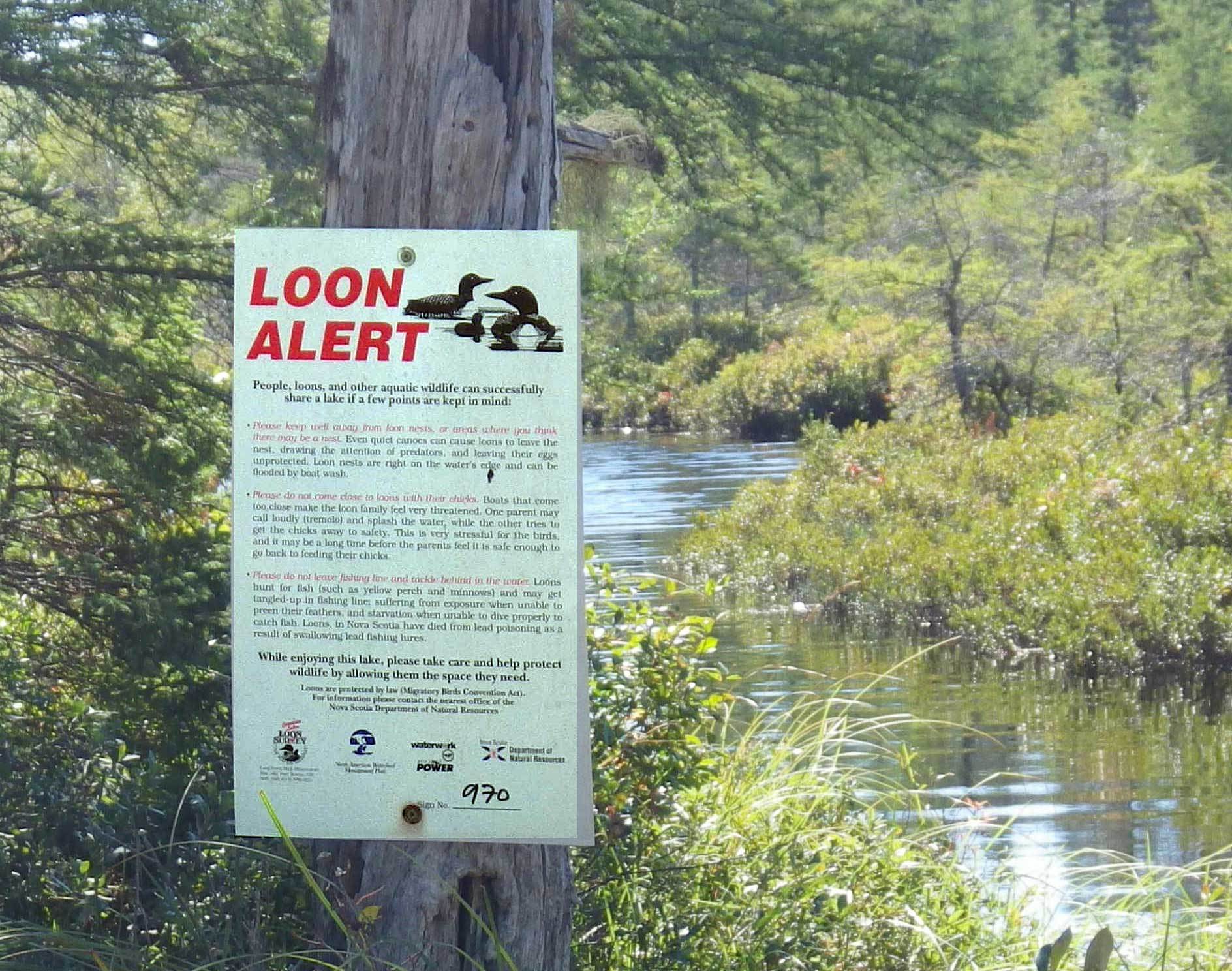 Loons on Sandy Lake lose a chick Forests and surface