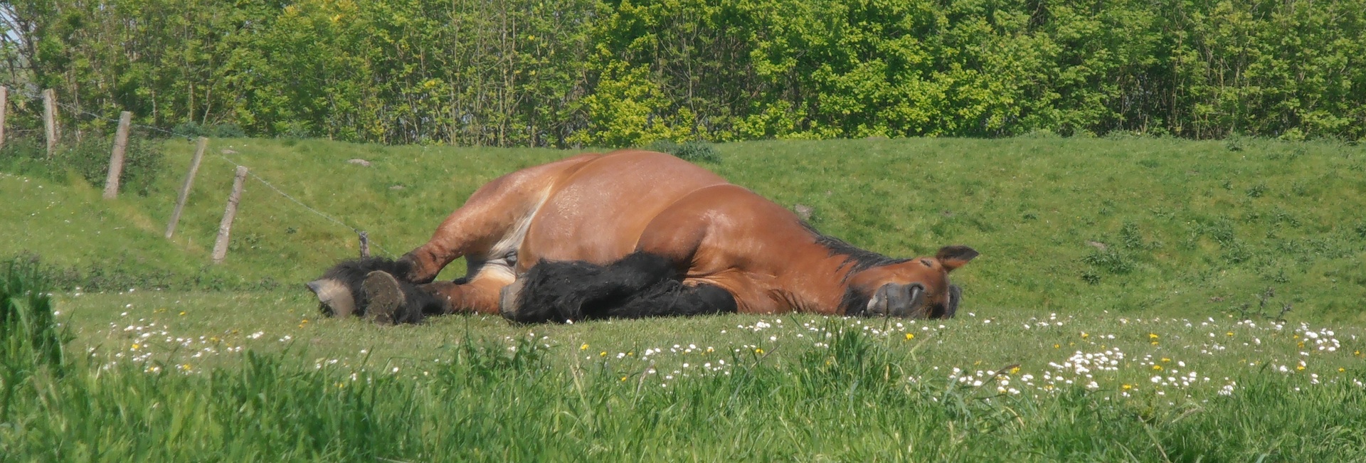 Faule Pferde motivieren 7 Tipps Pferde verstehen