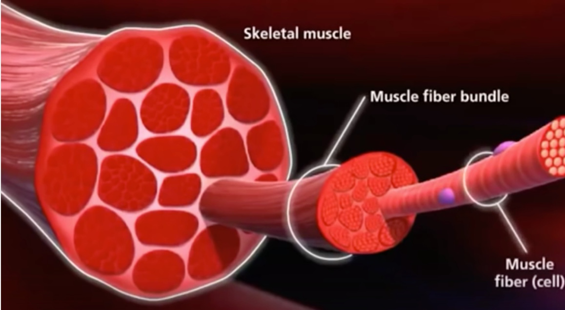 How Your Muscle Fibers Work Vertex Fitness Personal Trining studio