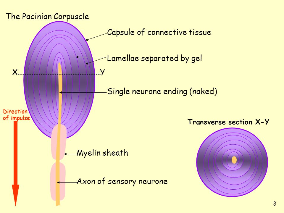 平野区のめまい治療院 ｜ めまい治療に有効な整体があります！