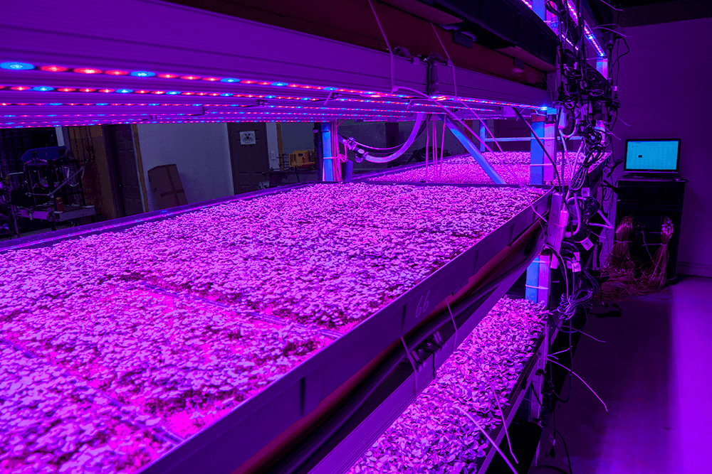 Vertical Farm Automation VertiGrow