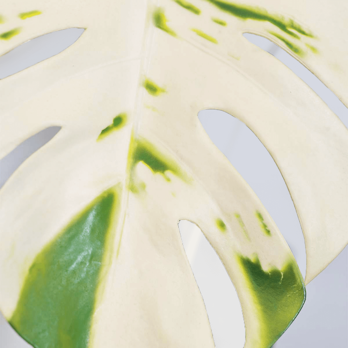 Artificial Spotted Monstera Plant 15"H Shop Vert Nook