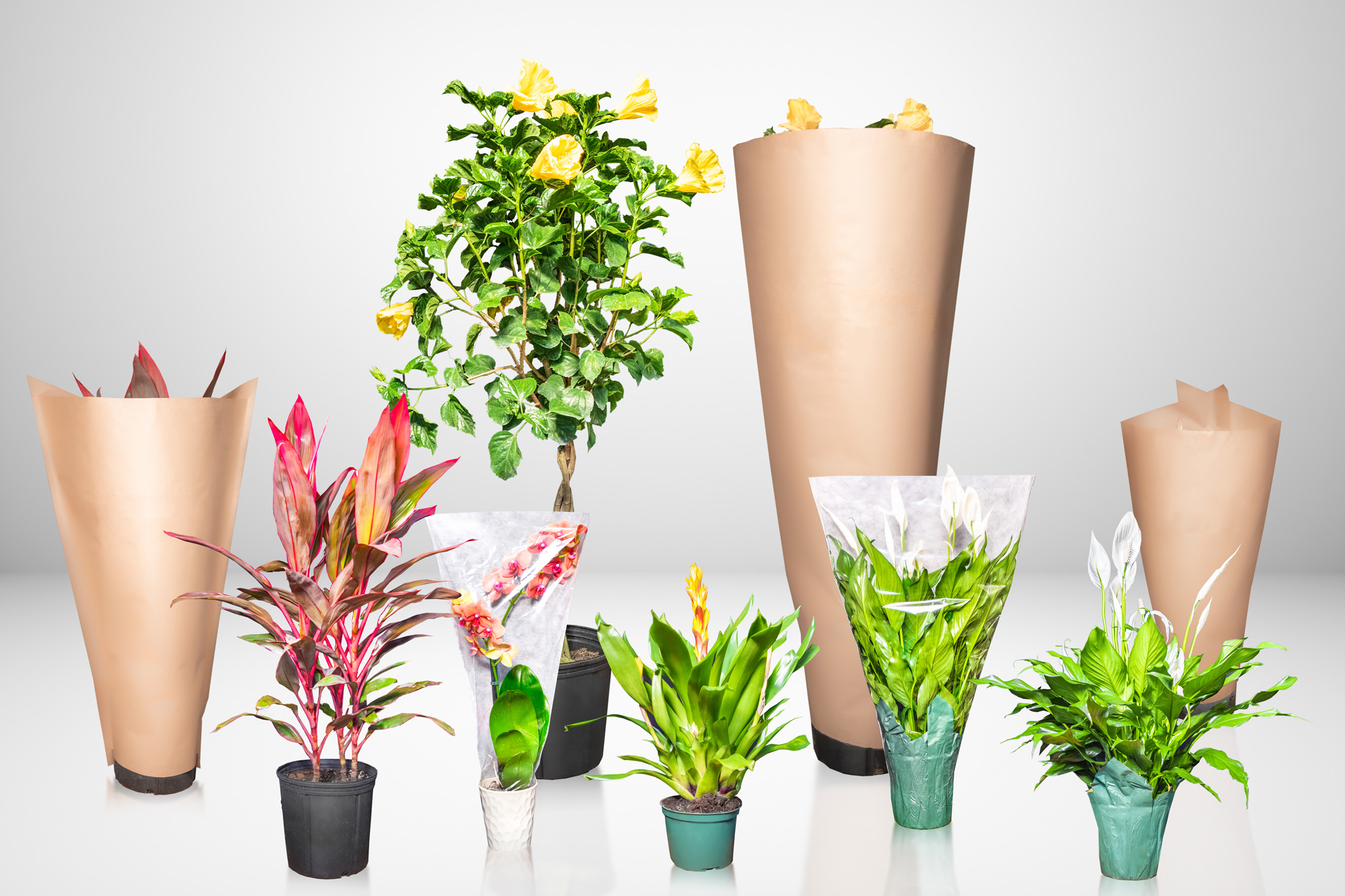 Kraft Paper Plant Protection Sleeves for Nurseries, Shipping and