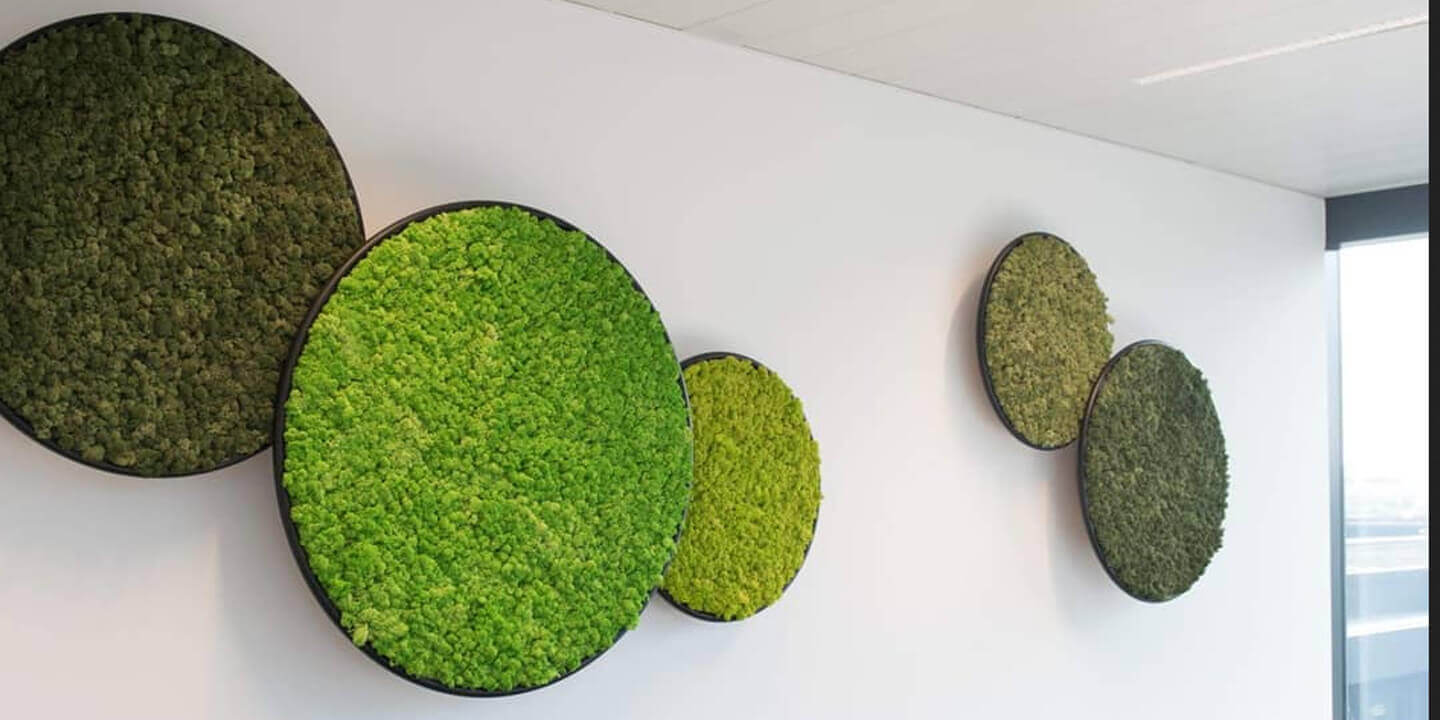 Preserved moss and plant products Vertvista
