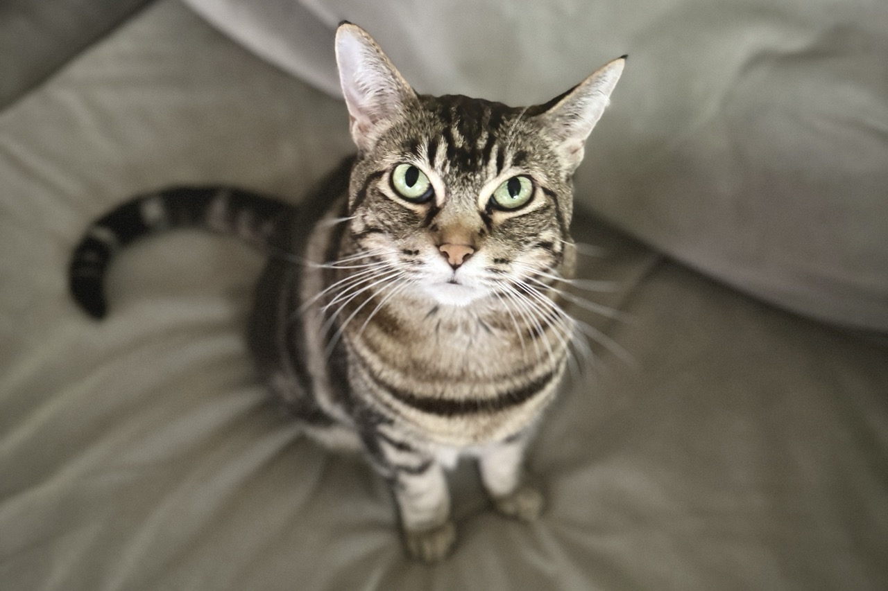 What's Your Cat Telling You? Guide to Cat Communication VerveCat