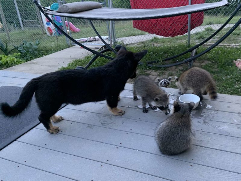 This is how friendly a dog plays with raccoons in the yard every day