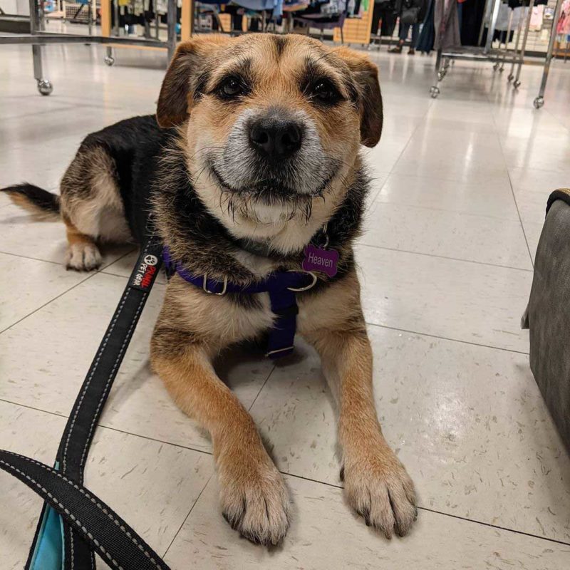 Human helped his shy former shelter dog to her fear from men