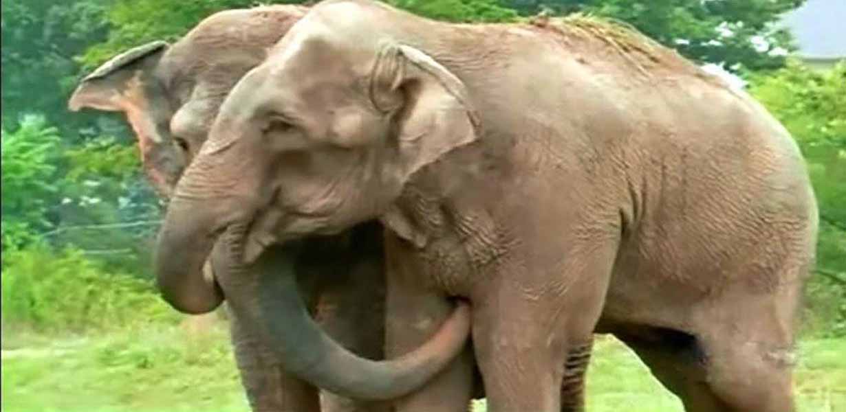 Heartwarming moment two former circus elephants recognize each other