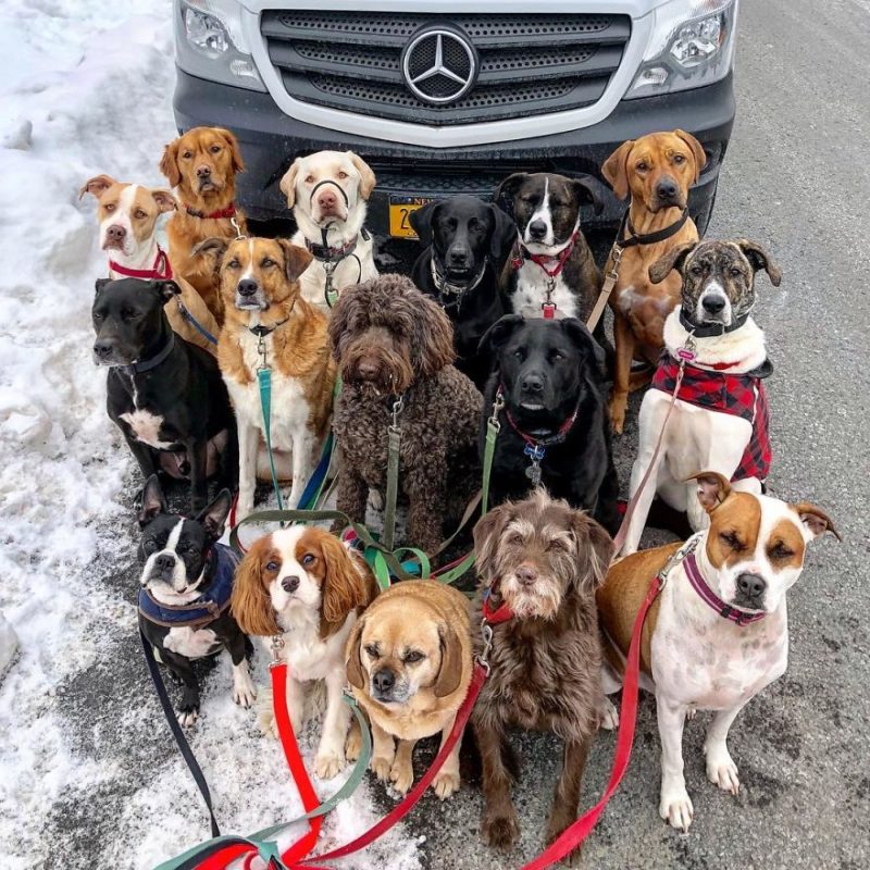 New York dog walker walking over 15 dogs in a pack every day makes
