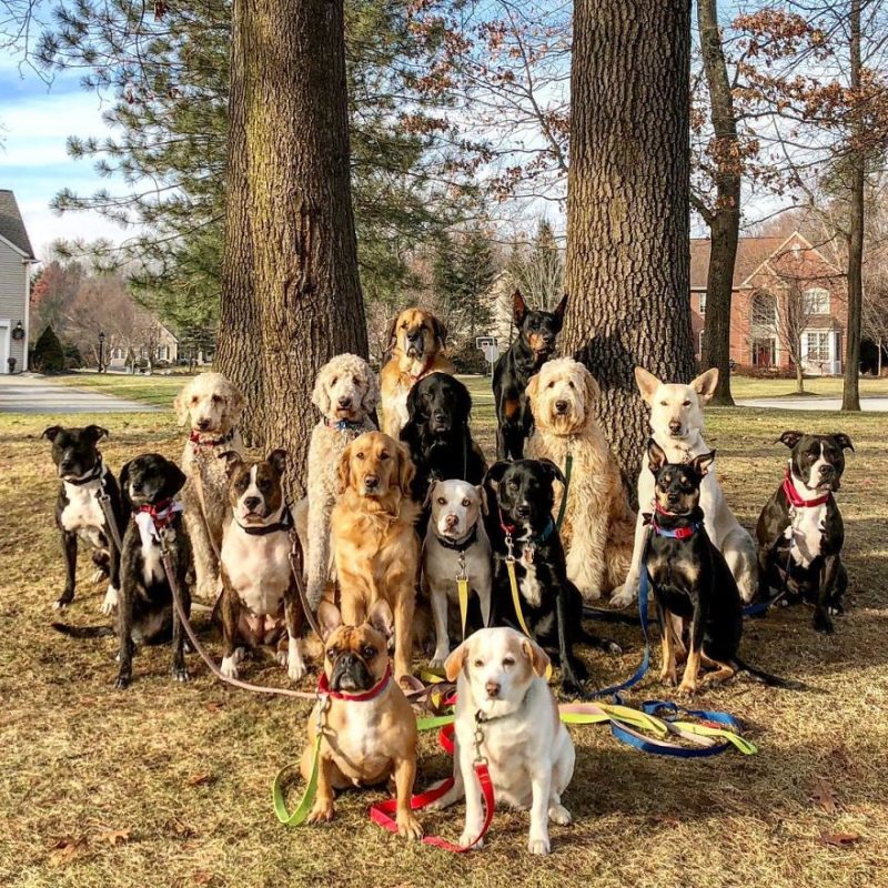 New York dog walker walking over 15 dogs in a pack every day makes incredible photos of his clients