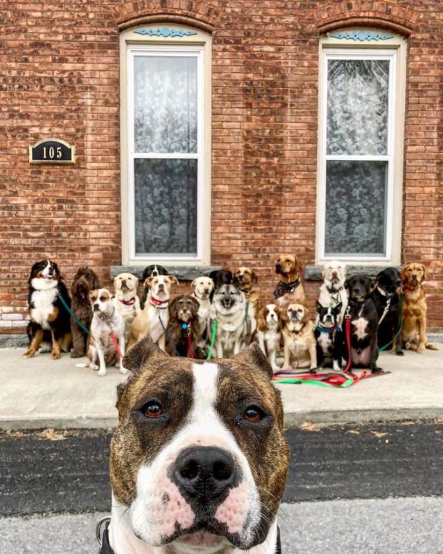 New York dog walker walking over 15 dogs in a pack every day makes