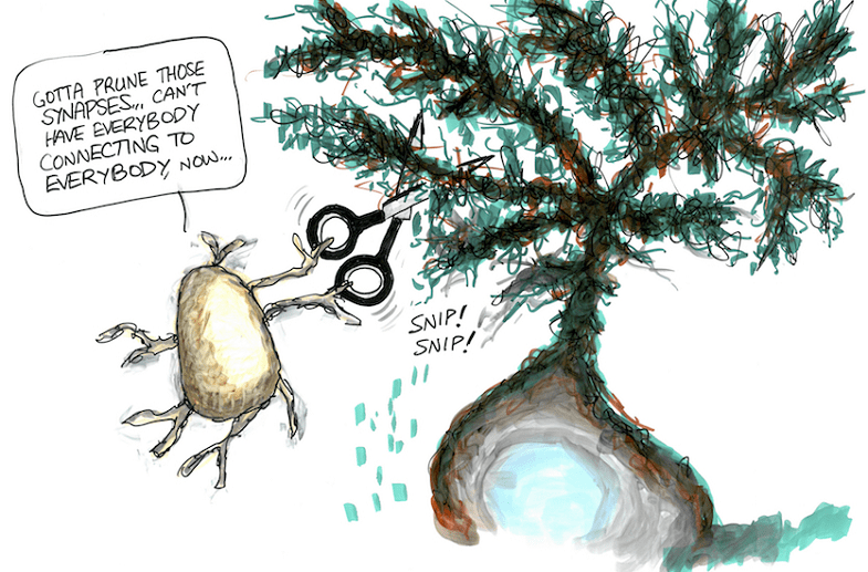 Synaptic Pruning The Role of Brain Maintenance in Cognitive Health