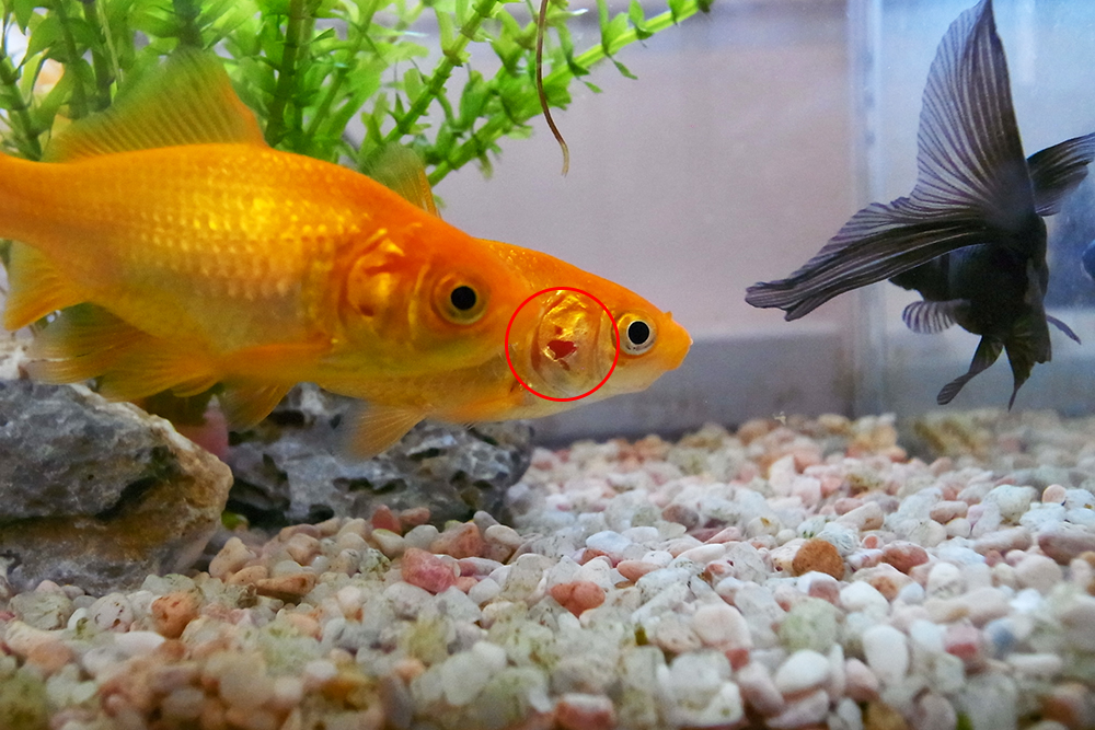 金魚のエラに赤い点（血のにじみ）が発生。。。 おなかがグー