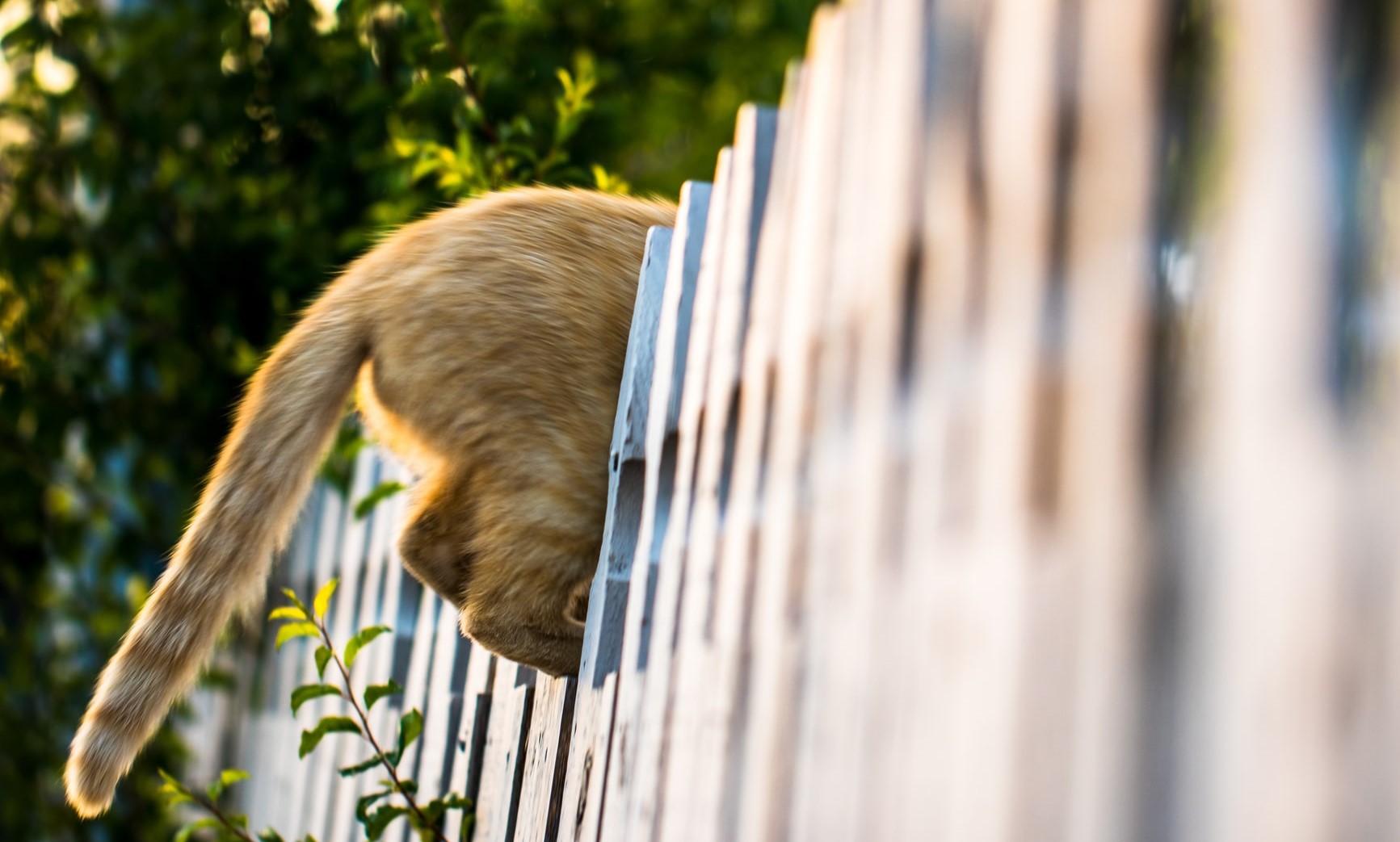 7 Reasons Why Cats Put Their Buttholes In Your Face