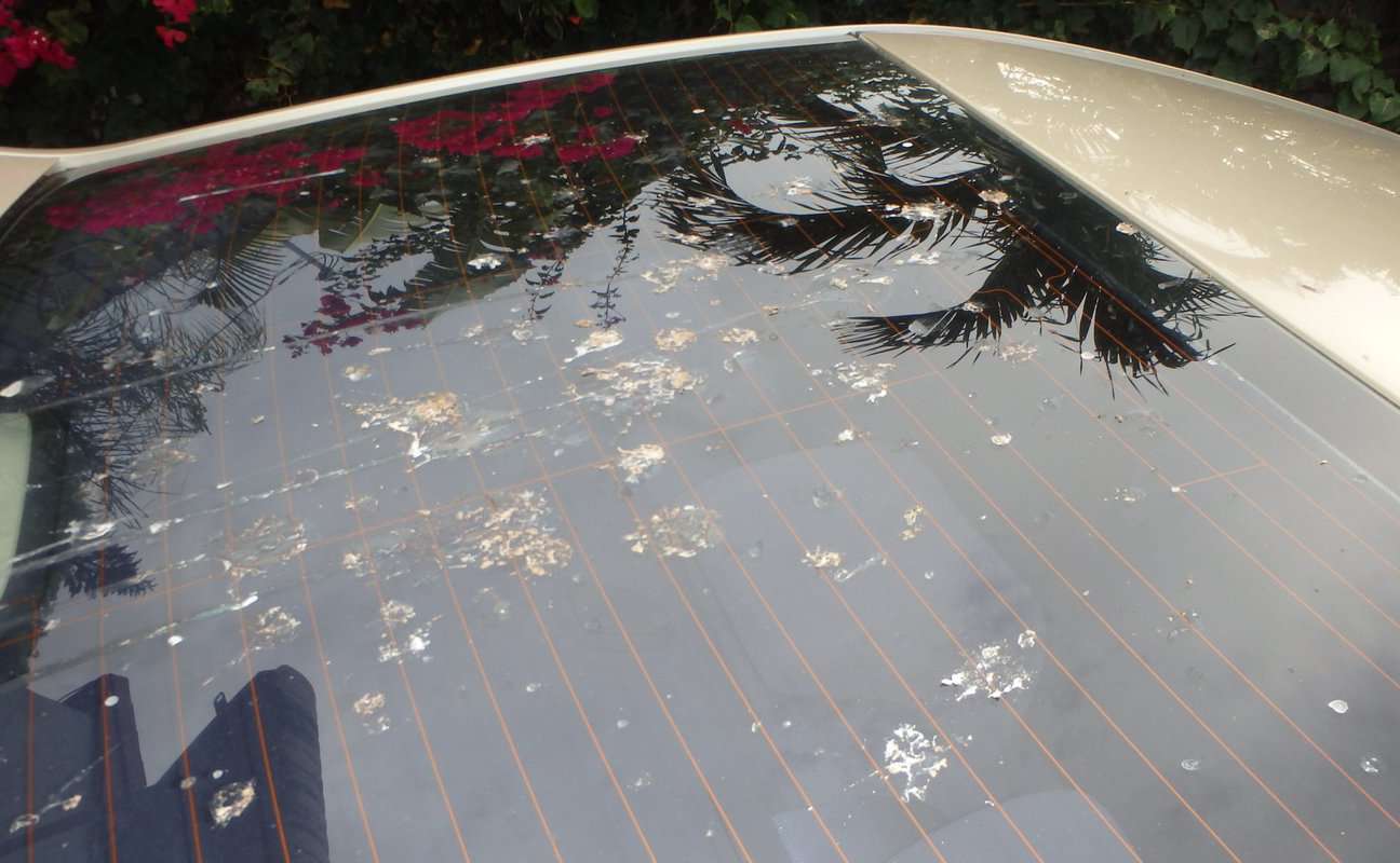 Why Do Birds Poop On Cars? (9 Revealing Reasons)