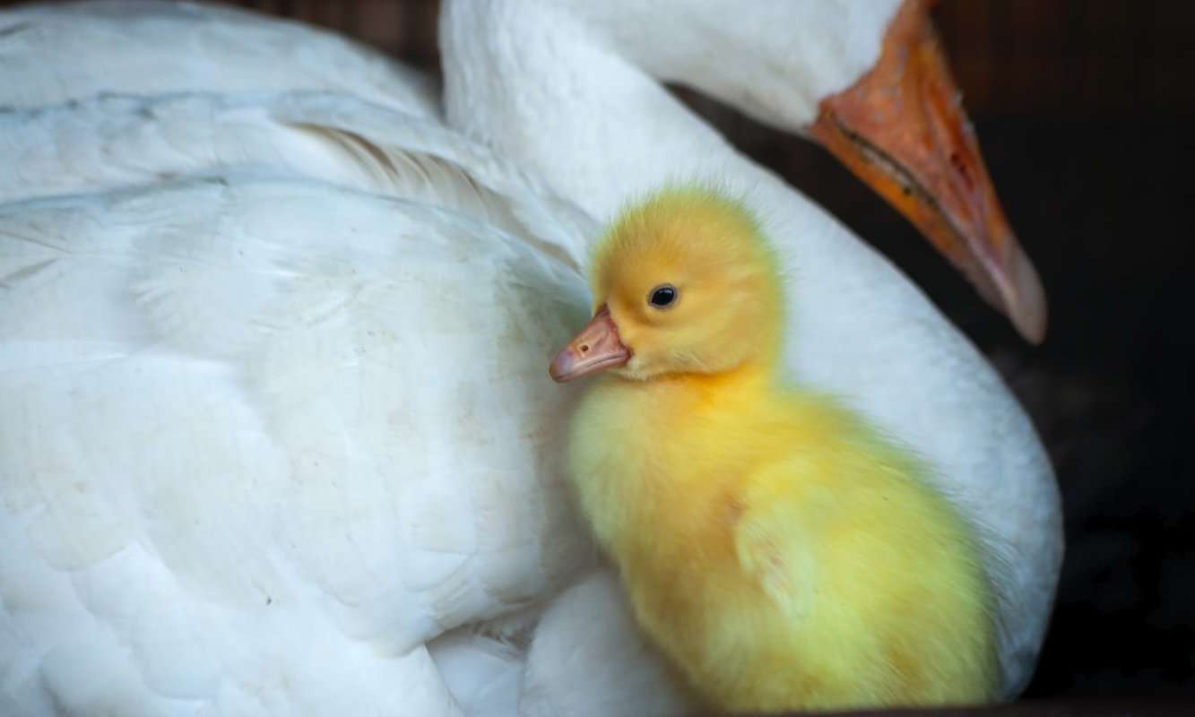 Why Are Baby Ducks Yellow? (5 Reasons Why)