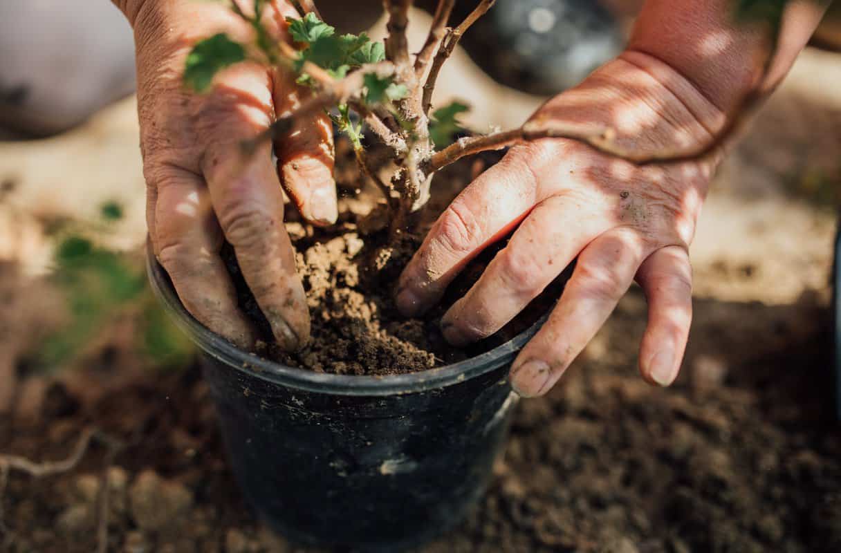 Can You Recycle Plastic Plant Pots? (Your Full Guide)