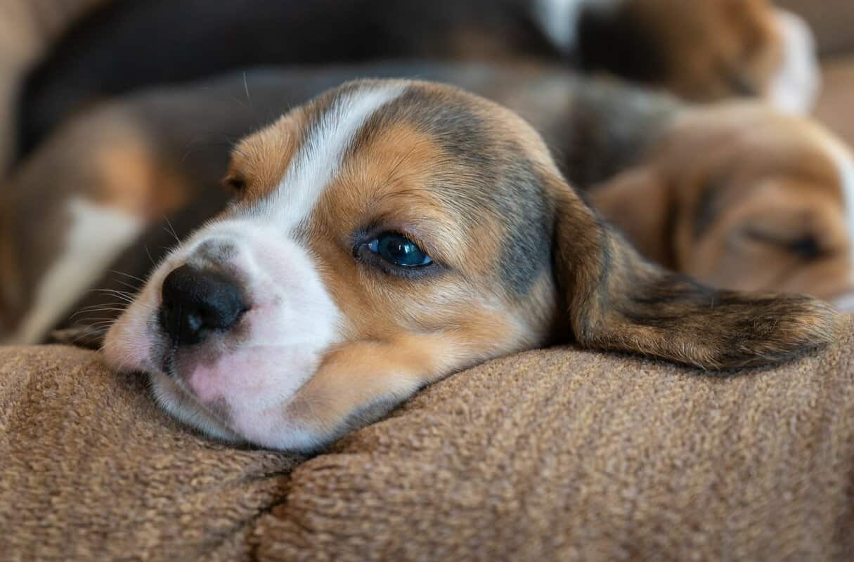 Why Are Beagles So Cute? (11 Revealing Reasons)