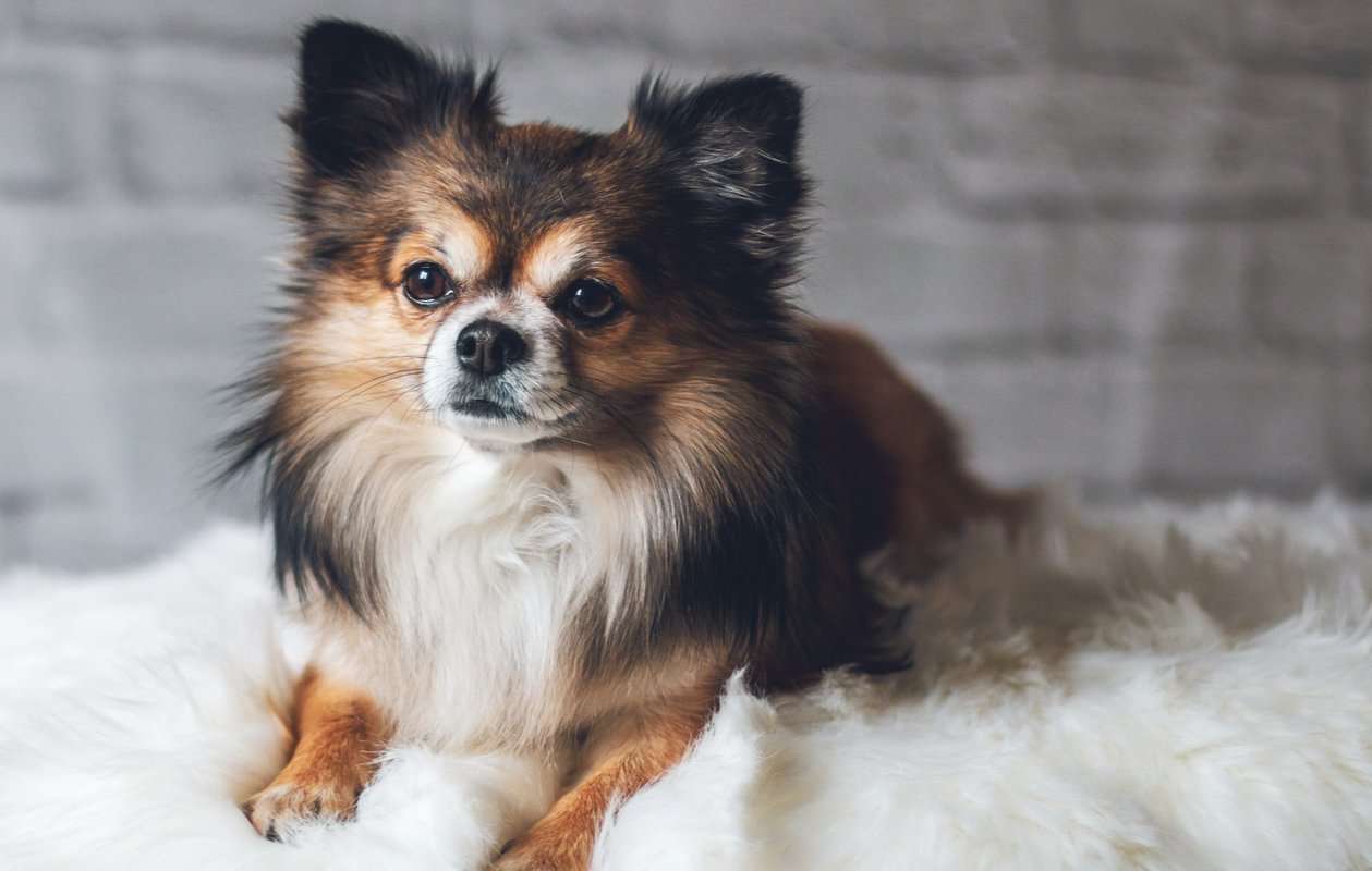 Why Are Chihuahuas So Cute? (11 Reasons Why)