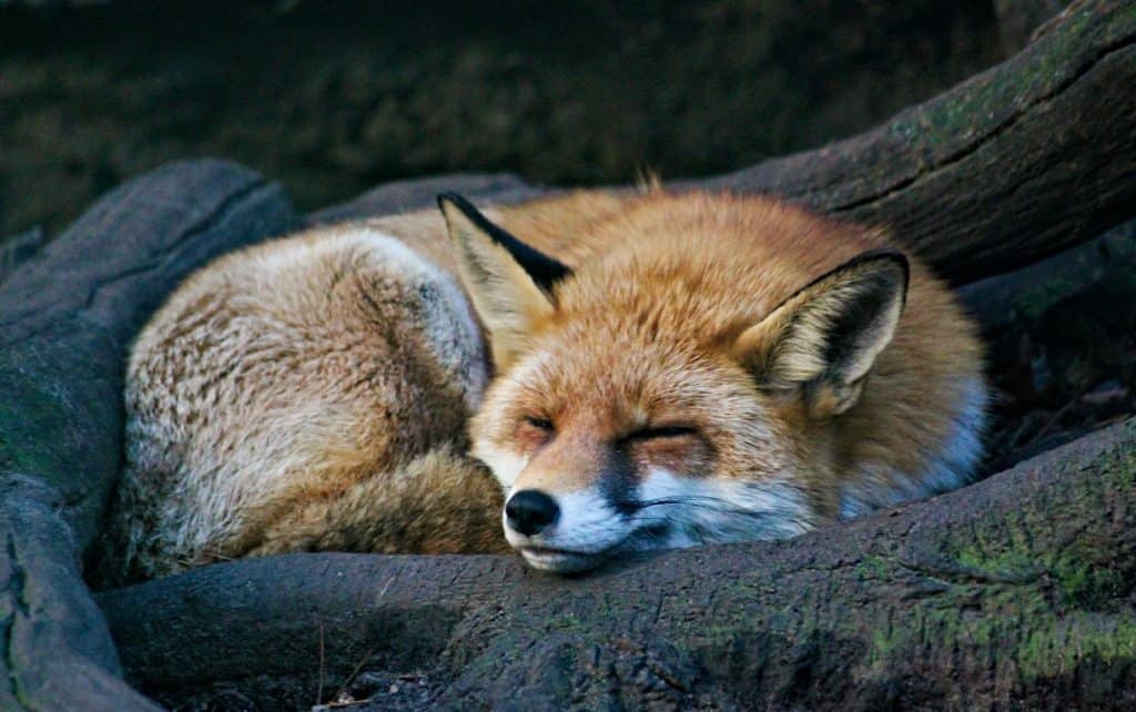 Why Are Foxes So Cute? (9 Revealing Reasons)