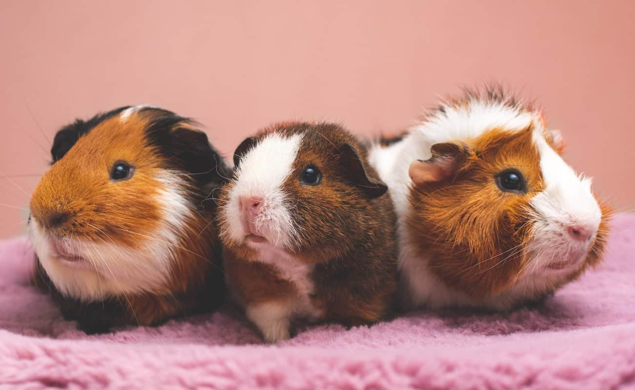 Why Are Guinea Pigs So Cute? (11 Reasons Why)