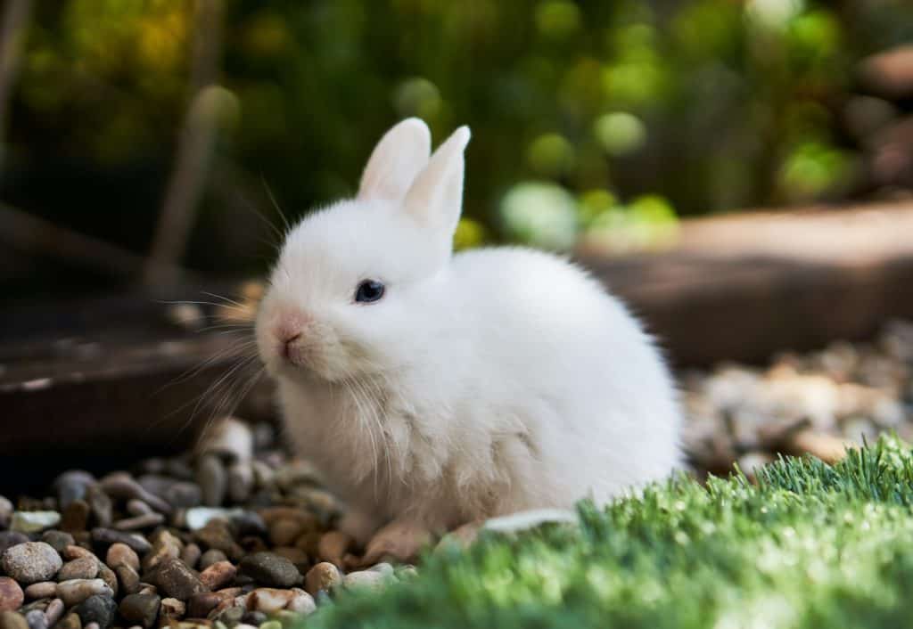 Why Are Bunnies So Cute? (11 Revealing Reasons)