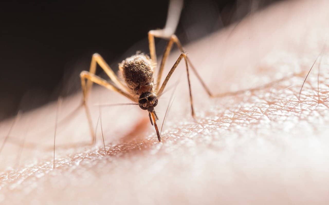 7 Reasons Why Mosquitoes Come Out At Night