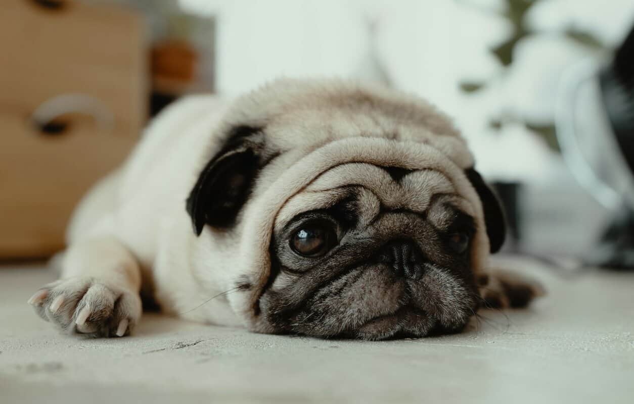 Why Are Pugs So Cute? (11 Revealing Reasons)
