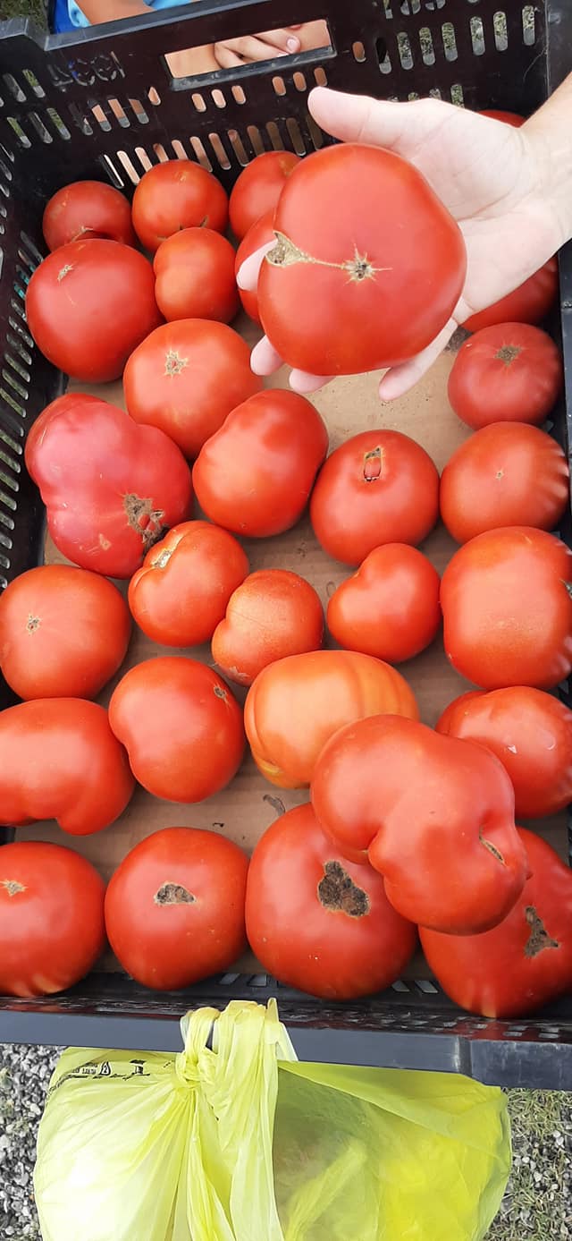 Fresh locally grown produce now available at the Vesper Farmers Markets
