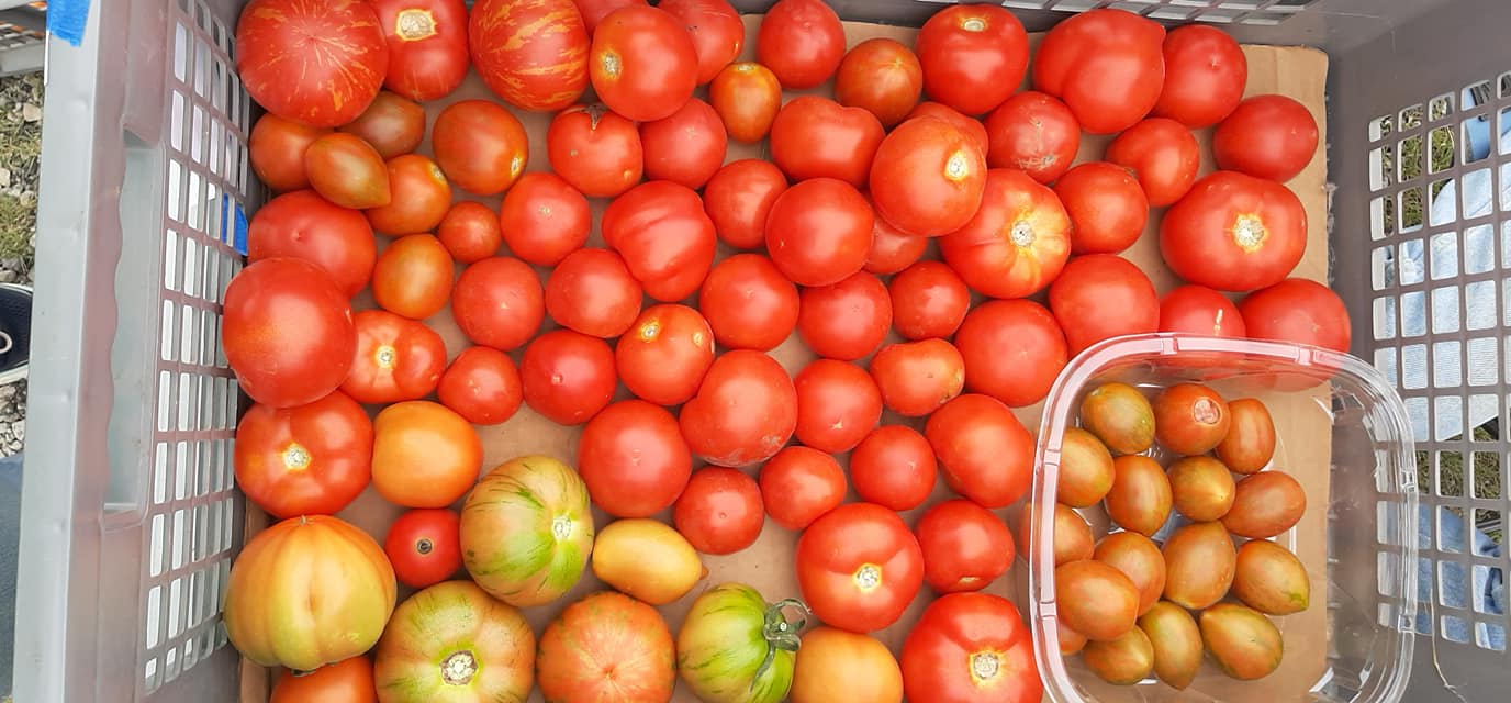 Fresh locally grown produce now available at the Vesper Farmers Markets