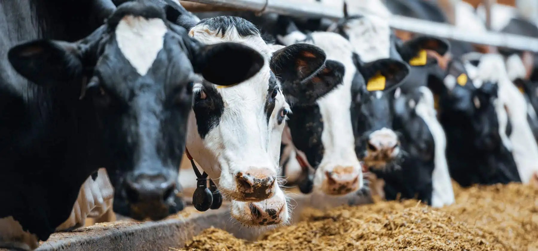 Dairy market update GDT and VPI confirm steady prices