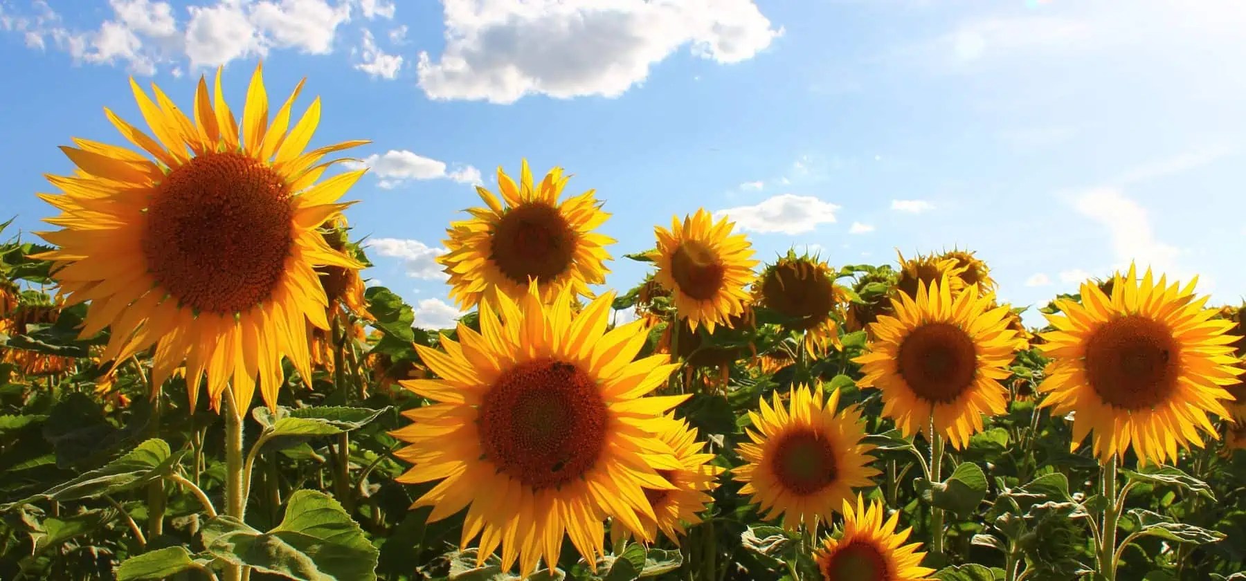 Sunflower Oil Today's Prices, Price History, Forecast, Data & News