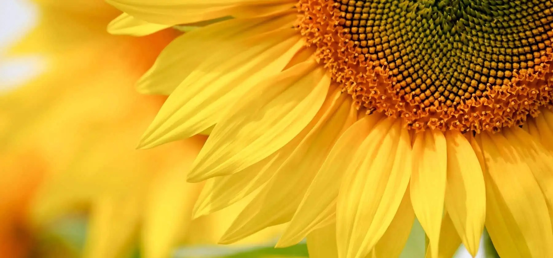 Sunflower Oil Today's Prices, Price History, Forecast, Data & News