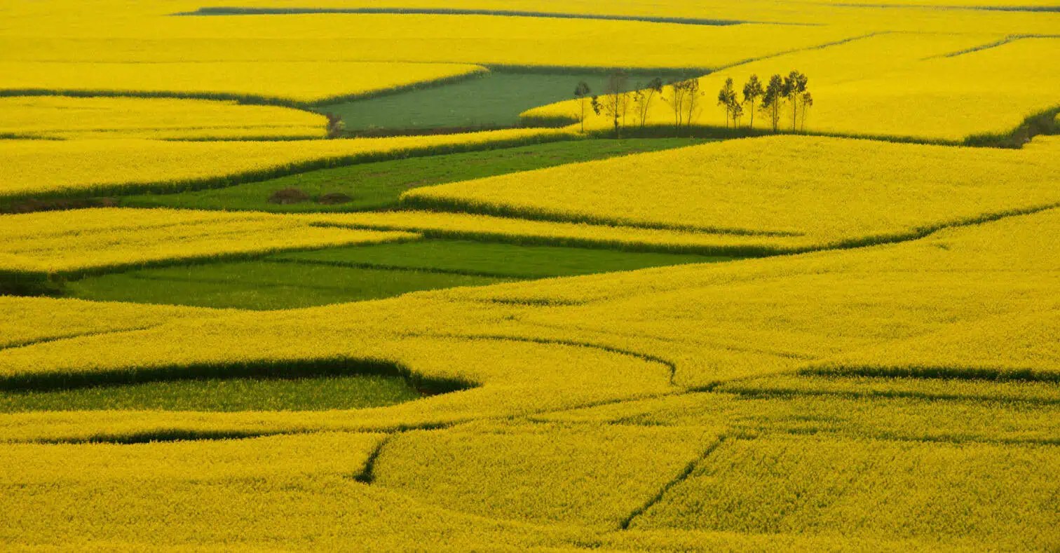 Rapeseed complex is stronger wow on weather worries Vesper