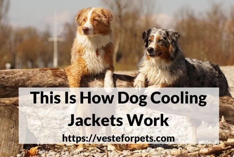 This Is How Dog Cooling Jackets Work Veste for Pets