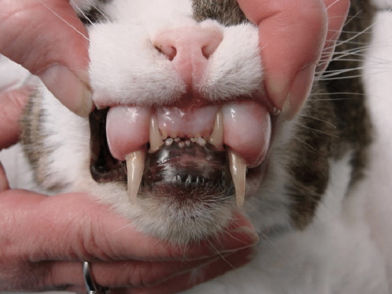 Dental Radiograph Interpretation Vetcetera