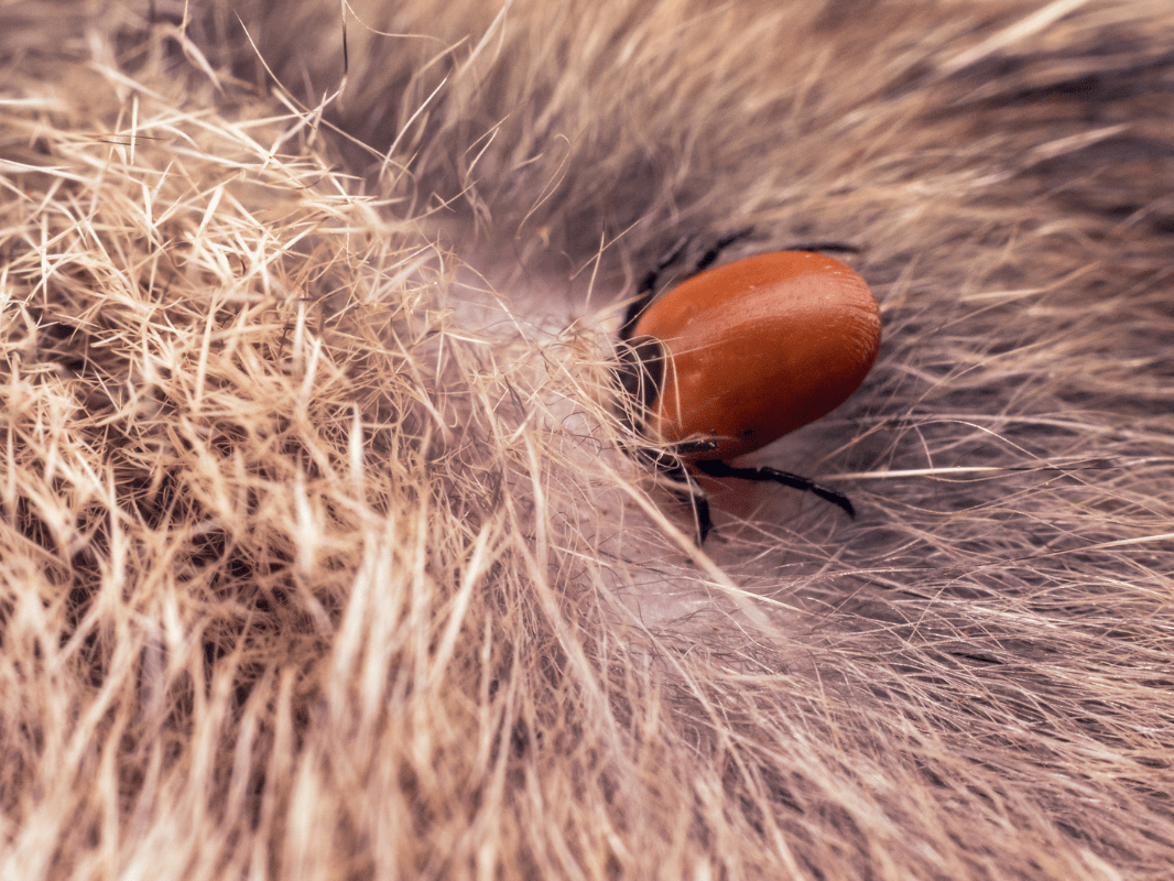 [inar] Tickborne disease in dogs and cats Besides Lyme in the Tick