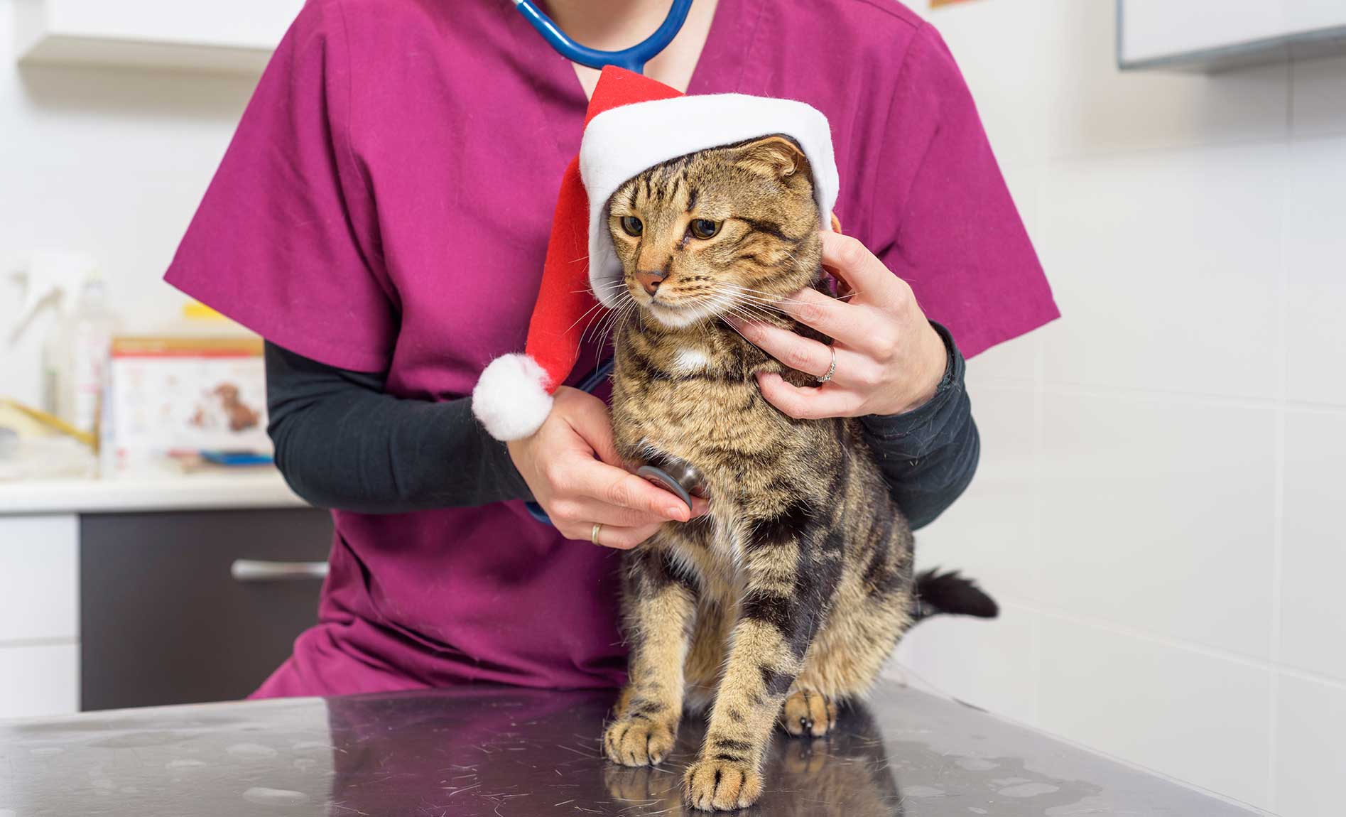 8 Ways to Get Ahead of the Veterinary Holiday Rush (Even If You’re